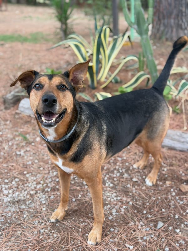 Is Sicily Dog Friendly? Relocating to Sicily With Mailo